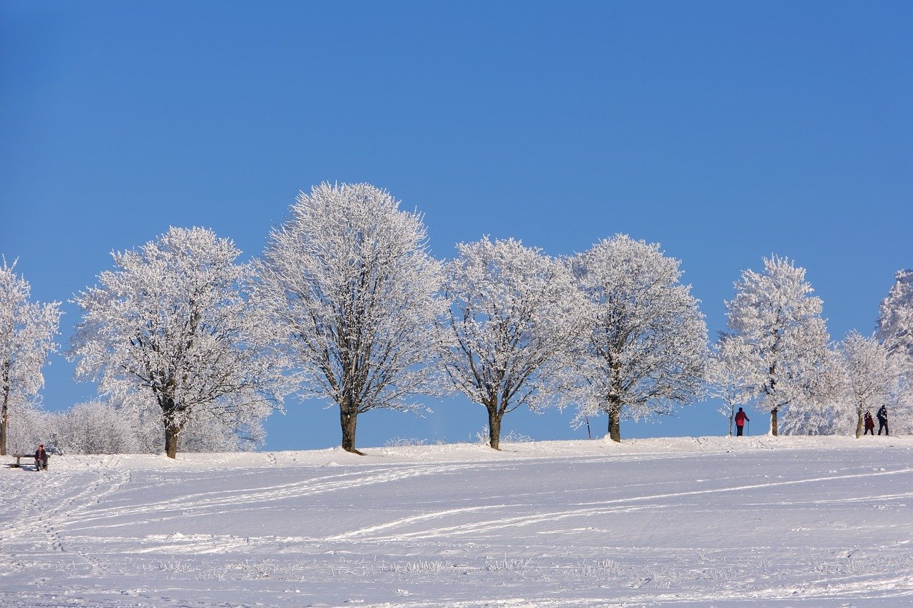 Tips for Traveling with Pets in the Cold